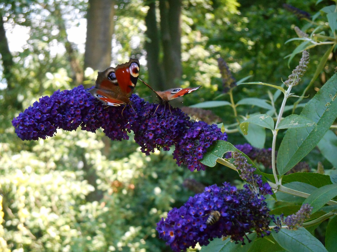 buddleja davidii kultivar Black Knight-motýlí keř se dvěmi motýlky babočky paví oko na mé přírodní zahradě Zahrady Pro Život návrhy přírodních zahrad Magdalena Zemská